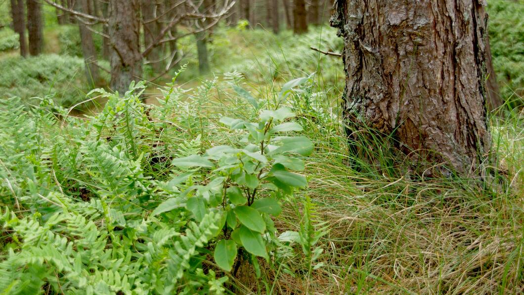 Varens en andere lage begroeiing bij een boom in het bos