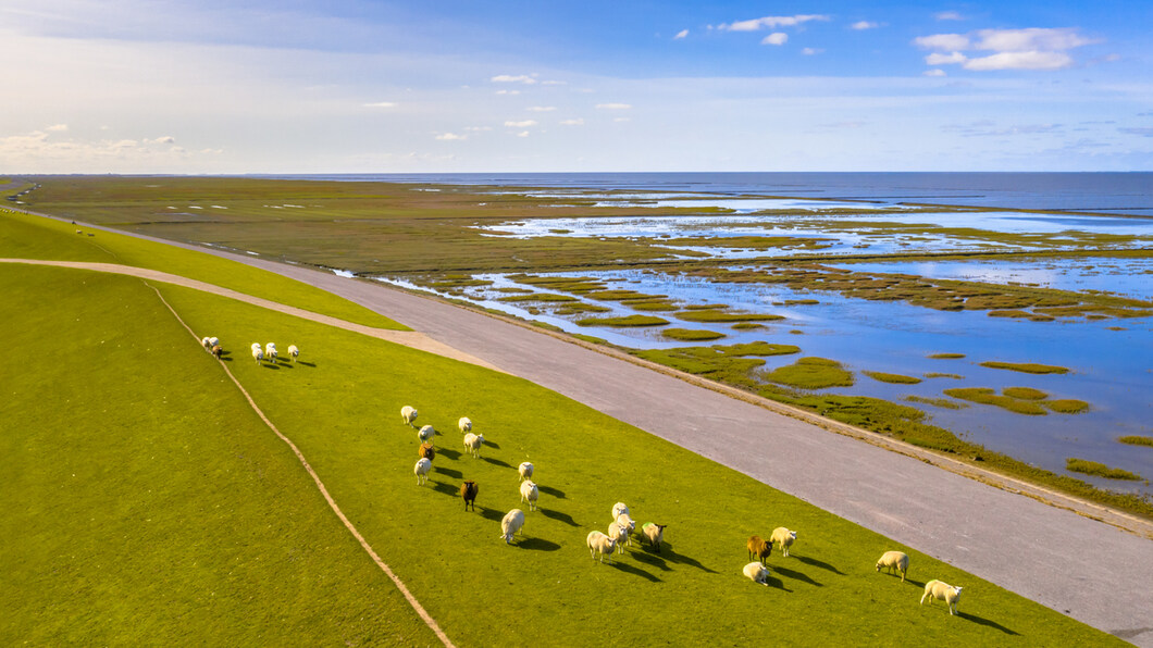 Afbeelding van schapen op een dijk bij de Waddenzee