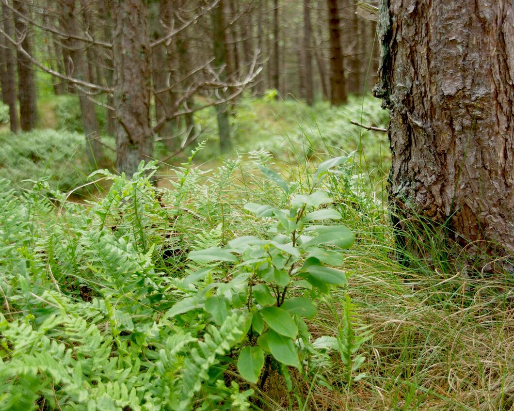 Varens en andere lage begroeiing bij een boom in het bos