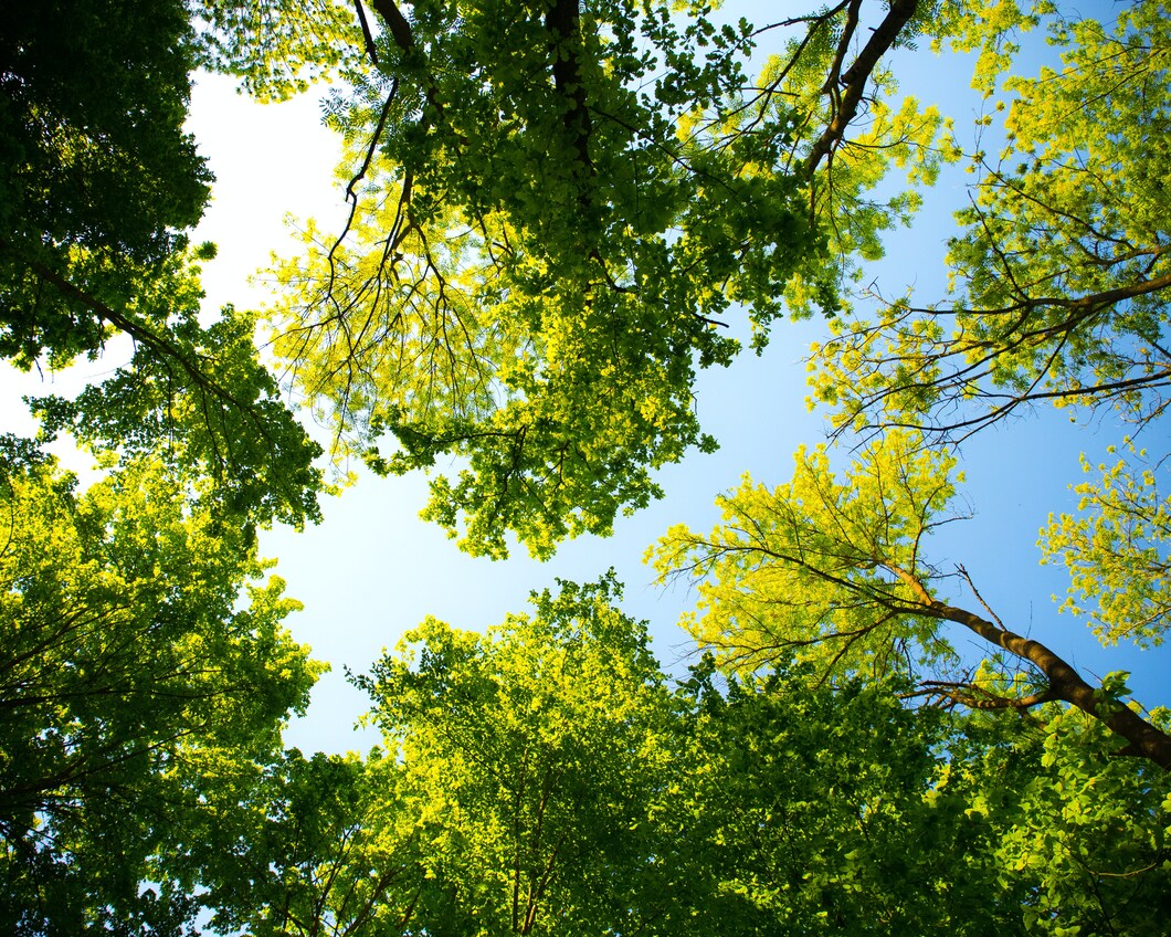 bomen bos