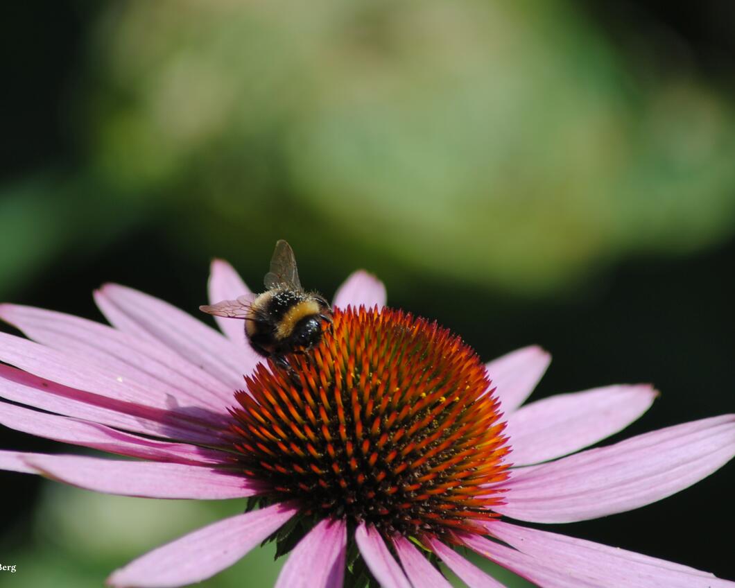 biodiversiteit.jpg